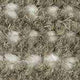 Lichen